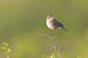 BUITEN BEELD Foto: 437852