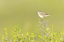 BUITEN BEELD Foto: 437853