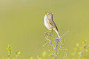 BUITEN BEELD Foto: 437855