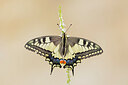 BUITEN BEELD Foto: 437857