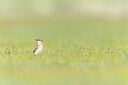 BUITEN BEELD Foto: 437863