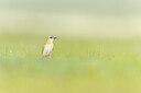 BUITEN BEELD Foto: 437864