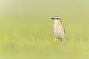BUITEN BEELD Foto: 437866