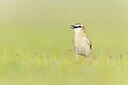BUITEN BEELD Foto: 437867