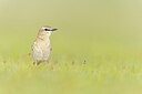 BUITEN BEELD Foto: 437868