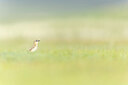BUITEN BEELD Foto: 437870