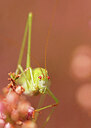 BUITEN BEELD Foto: 437911
