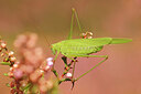 BUITEN BEELD Foto: 437912