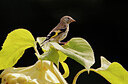 BUITEN BEELD Foto: 437916