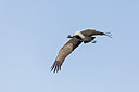 BUITEN BEELD Foto: 437925