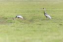 BUITEN BEELD Foto: 437930