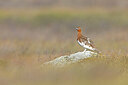 BUITEN BEELD Foto: 437934