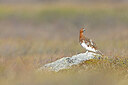 BUITEN BEELD Foto: 437935