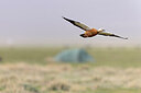 BUITEN BEELD Foto: 437948