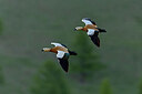 BUITEN BEELD Foto: 437949