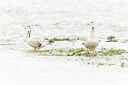 BUITEN BEELD Foto: 437956