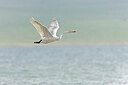 BUITEN BEELD Foto: 437959