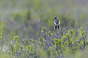 BUITEN BEELD Foto: 437960