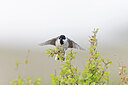 BUITEN BEELD Foto: 437963