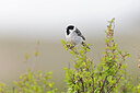 BUITEN BEELD Foto: 437964