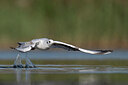 BUITEN BEELD Foto: 437975