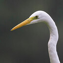 BUITEN BEELD Foto: 437983