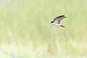 BUITEN BEELD Foto: 437988