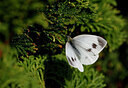 BUITEN BEELD Foto: 437990