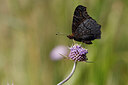 BUITEN BEELD Foto: 438000