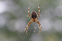 BUITEN BEELD Foto: 438001
