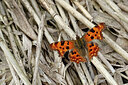 BUITEN BEELD Foto: 438011