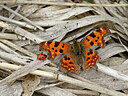 BUITEN BEELD Foto: 438019