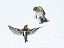 BUITEN BEELD Foto: 438020