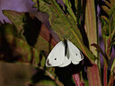 BUITEN BEELD Foto: 438021