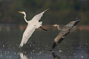 BUITEN BEELD Foto: 438023