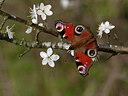 BUITEN BEELD Foto: 438033