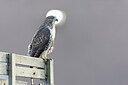 BUITEN BEELD Foto: 438039