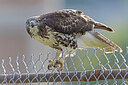 BUITEN BEELD Foto: 438041