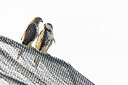 BUITEN BEELD Foto: 438044