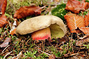 BUITEN BEELD Foto: 438050