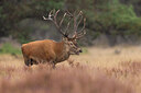 BUITEN BEELD Foto: 438068
