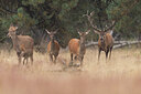 BUITEN BEELD Foto: 438071