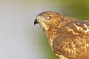 BUITEN BEELD Foto: 438082