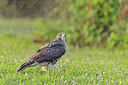 BUITEN BEELD Foto: 438087