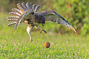 BUITEN BEELD Foto: 438088