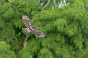 BUITEN BEELD Foto: 438090