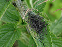 BUITEN BEELD Foto: 438093