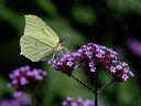 BUITEN BEELD Foto: 438094