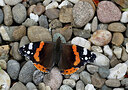 BUITEN BEELD Foto: 438102
