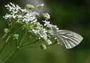 BUITEN BEELD Foto: 438105